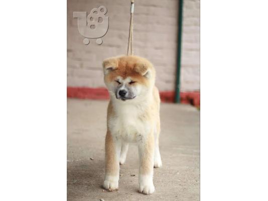 PoulaTo: Akita Inu